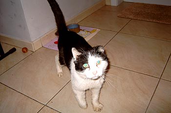 Felix